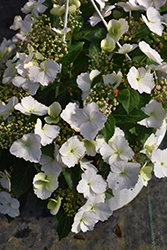 Fairytrail Bride Cascade Hydrangea (Hydrangea 'USHYD0405') at Wolf's Blooms & Berries