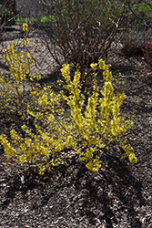 Show Off Sugar Baby Forsythia (Forsythia x intermedia 'NIMBUS') at Wolf's Blooms & Berries