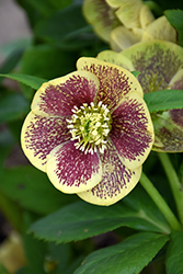Honeymoon Rio Carnival Hellebore (Helleborus 'Rio Carnival') at Wolf's Blooms & Berries