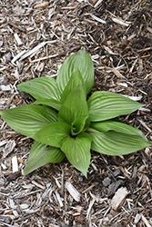 First Blush Hosta (Hosta 'First Blush') at Wolf's Blooms & Berries