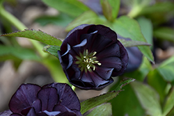 Wedding Party Dark and Handsome Hellebore (Helleborus 'Dark and Handsome') at Wolf's Blooms & Berries