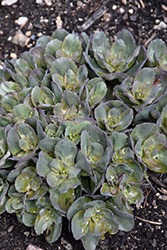 Rock 'N Grow Back in Black Stonecrop (Sedum 'Back In Black') at Wolf's Blooms & Berries