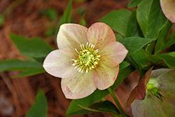 Honeymoon Tropical Sunset Hellebore (Helleborus 'Tropical Sunset') at Wolf's Blooms & Berries