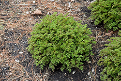 Chantilly Lace Goatsbeard (Aruncus 'Chantilly Lace') at Wolf's Blooms & Berries