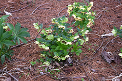 Honeymoon Rio Carnival Hellebore (Helleborus 'Rio Carnival') at Wolf's Blooms & Berries