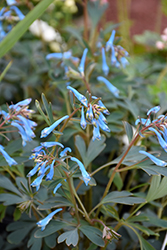 Hillier Porcelain Blue Corydalis (Corydalis flexuosa 'Hillier Porcelain Blue') at Wolf's Blooms & Berries