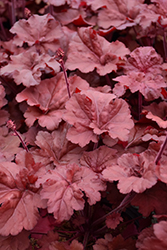 Primo Mahogany Monster Coral Bells (Heuchera 'Mahogany Monster') at Wolf's Blooms & Berries
