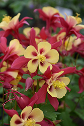 Earlybird Red and Yellow Columbine (Aquilegia 'Earlybird Red And Yellow') at Wolf's Blooms & Berries