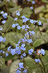 Emerald Mist Bugloss (Brunnera macrophylla 'Emerald Mist') at Wolf's Blooms & Berries