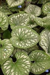 Emerald Mist Bugloss (Brunnera macrophylla 'Emerald Mist') at Wolf's Blooms & Berries