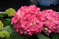 Summer Crush Hydrangea (Hydrangea macrophylla 'Bailmacfive') at Wolf's Blooms & Berries