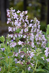 Whispurr Pink Catmint (Nepeta x faassenii 'Balpurrink') at Wolf's Blooms & Berries