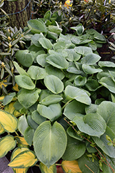 Elegans Hosta (Hosta sieboldiana 'Elegans') at Wolf's Blooms & Berries
