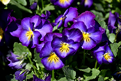 Halo Violet Pansy (Viola cornuta 'Halo Violet') at Wolf's Blooms & Berries
