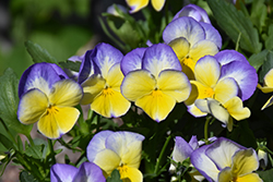 Halo Lemon Frost Pansy (Viola cornuta 'Halo Lemon Frost') at Wolf's Blooms & Berries