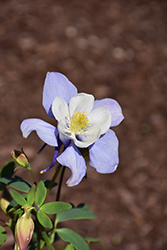 Earlybird Blue and White Columbine (Aquilegia 'PAS1258485') at Wolf's Blooms & Berries