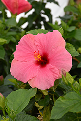 Cayman Wind Hibiscus (Hibiscus rosa-sinensis 'Cayman Wind') at Wolf's Blooms & Berries