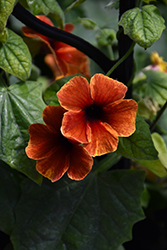 Tangerine Slice A-Peel Black-Eyed Susan (Thunbergia alata 'DL1501') at Wolf's Blooms & Berries