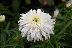 Amazing Daisies Marshmallow Shasta Daisy (Leucanthemum x superbum 'Marshmallow') at Wolf's Blooms & Berries