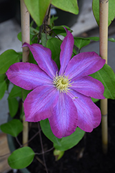 Pink Champagne Clematis (Clematis 'Pink Champagne') at Wolf's Blooms & Berries
