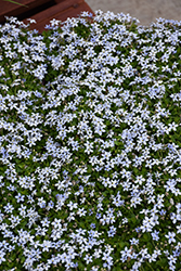 Blue Star Creeper (Isotoma fluviatilis) at Wolf's Blooms & Berries