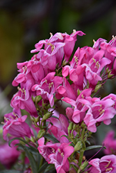 Rock Candy Pink Beard Tongue (Penstemon 'Novapenpin') at Wolf's Blooms & Berries
