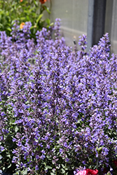 Cat's Meow Catmint (Nepeta x faassenii 'Cat's Meow') at Wolf's Blooms & Berries