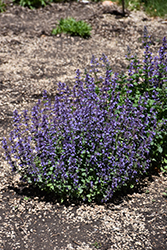 Cat's Pajamas Catmint (Nepeta 'Cat's Pajamas') at Wolf's Blooms & Berries