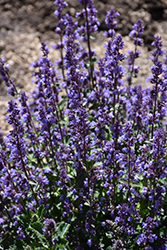 Cat's Pajamas Catmint (Nepeta 'Cat's Pajamas') at Wolf's Blooms & Berries