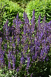 Blue By You Meadow Sage (Salvia nemorosa 'Balsalbyu') at Wolf's Blooms & Berries