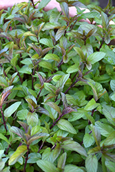 Chocolate Mint (Mentha x piperita 'Chocolate') at Wolf's Blooms & Berries