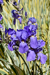 Variegated Sweet Iris (Iris pallida 'Variegata') at Wolf's Blooms & Berries