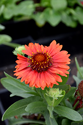 SpinTop Red Blanket Flower (Gaillardia aristata 'SpinTop Red') at Wolf's Blooms & Berries