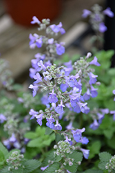 Picture Purrfect Catmint (Nepeta 'Picture Purrfect') at Wolf's Blooms & Berries