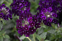 Lascar Black Velvet Verbena (Verbena 'KLEVP15618') at Wolf's Blooms & Berries