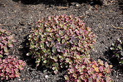 Sunsparkler Wildfire Stonecrop (Sedum 'Wildfire') at Wolf's Blooms & Berries