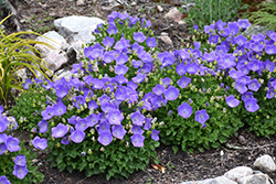 Rapido Blue Bellflower (Campanula carpatica 'Rapido Blue') at Wolf's Blooms & Berries