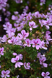 Lemon Scented Geranium (Pelargonium crispum 'Lemona') at Wolf's Blooms & Berries