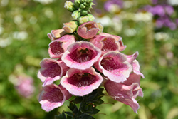 Strawberry Foxglove (Digitalis x mertonensis) at Wolf's Blooms & Berries