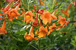 Chicklet Orange Esperanza (Tecoma 'TEC14004') at Wolf's Blooms & Berries