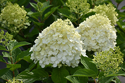 Fire Light Tidbit Hydrangea (Hydrangea paniculata 'SMNHPK') at Wolf's Blooms & Berries