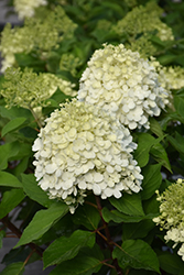 Little Lime Punch Hydrangea (Hydrangea paniculata 'SMNHPH') at Wolf's Blooms & Berries
