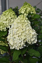 Little Lime Punch Hydrangea (Hydrangea paniculata 'SMNHPH') at Wolf's Blooms & Berries
