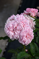 Reminiscent Pink Rose (Rosa 'BOZFRA021') at Wolf's Blooms & Berries