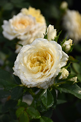 Reminiscent Crema Rose (Rosa 'BOZFRA121') at Wolf's Blooms & Berries