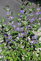 Beyond Midnight Caryopteris (Caryopteris x clandonensis 'CT-9-12') at Wolf's Blooms & Berries