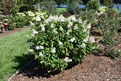 Pinky Winky Prime Hydrangea (Hydrangea paniculata 'ILVOHPPRM') at Wolf's Blooms & Berries