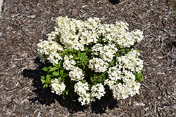 Tiny Quick Fire Hydrangea (Hydrangea paniculata 'SMNHPSB') at Wolf's Blooms & Berries
