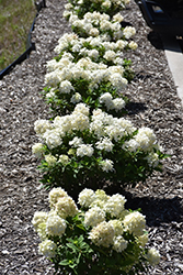 Tiny Quick Fire Hydrangea (Hydrangea paniculata 'SMNHPSB') at Wolf's Blooms & Berries