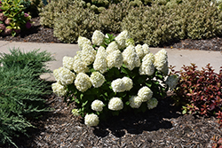Little Lime Punch Hydrangea (Hydrangea paniculata 'SMNHPH') at Wolf's Blooms & Berries